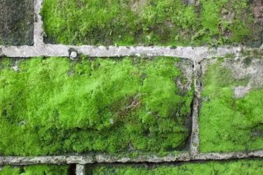 Как убрать мох с бетона?