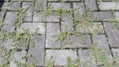 Как убрать мох с бетона?