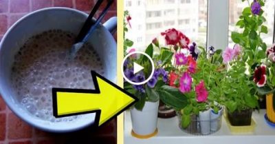 Как поливать цветы дрожжевым раствором?